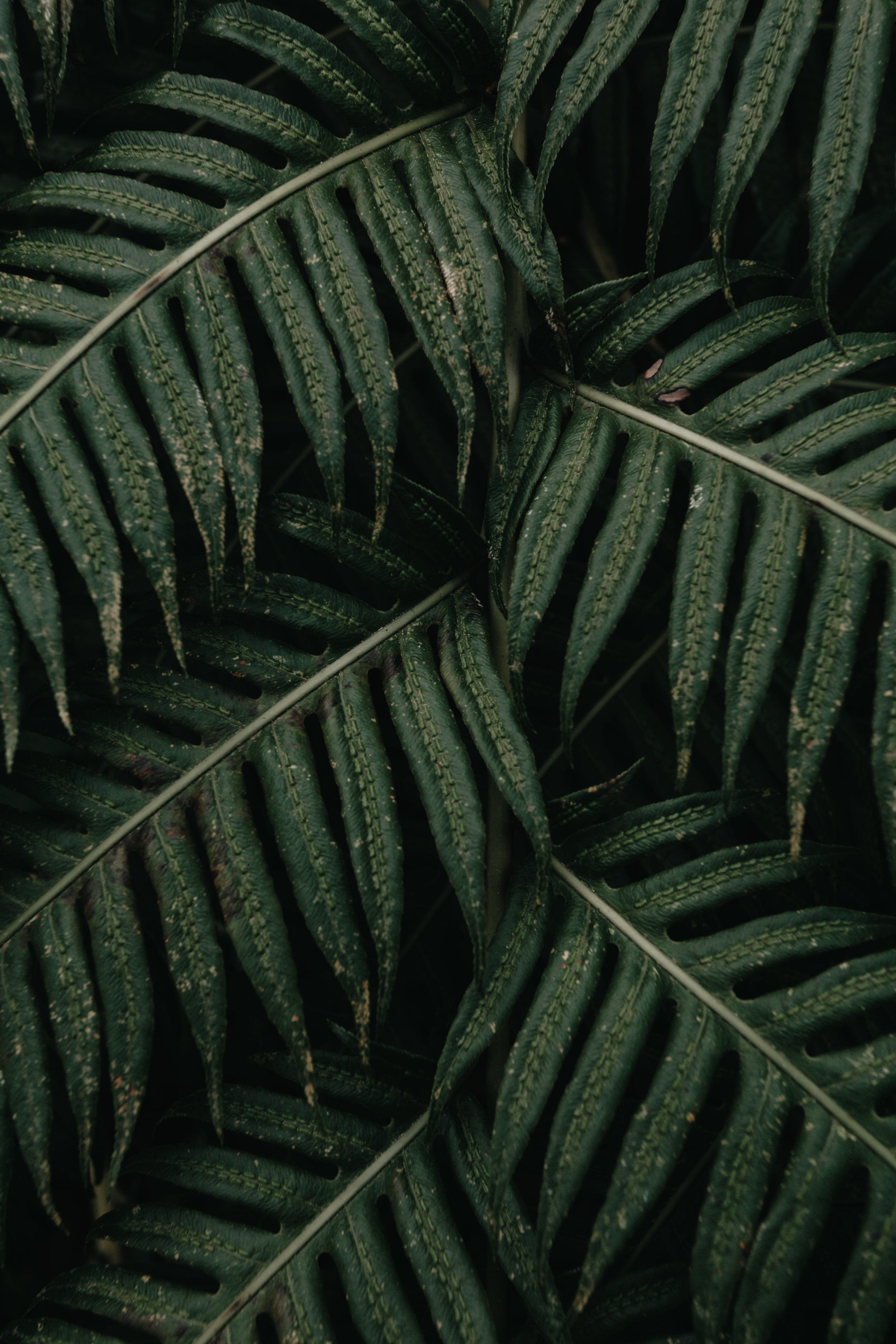 large-leaves-of-a-green-plant-overlaid.jpg